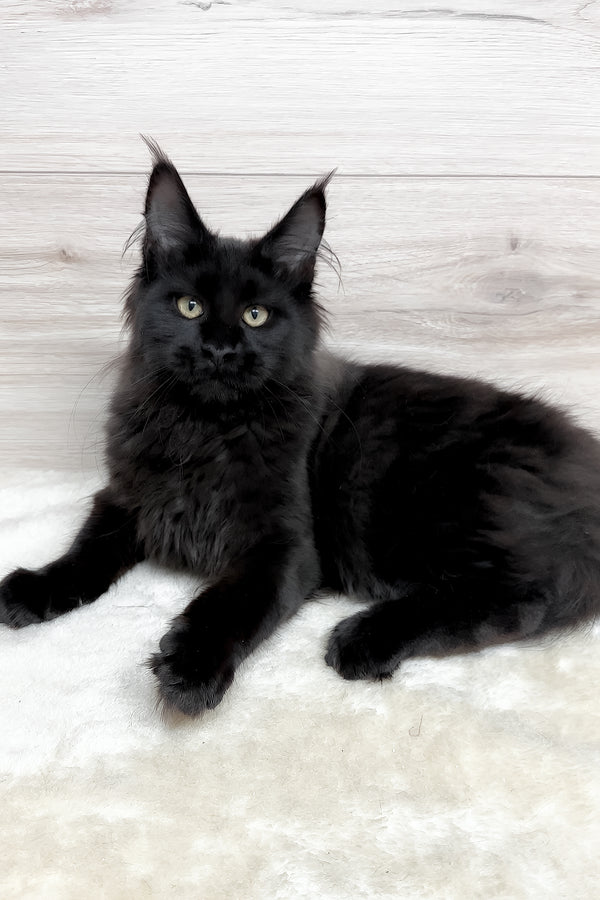 Kuky | Maine Coon Kitten