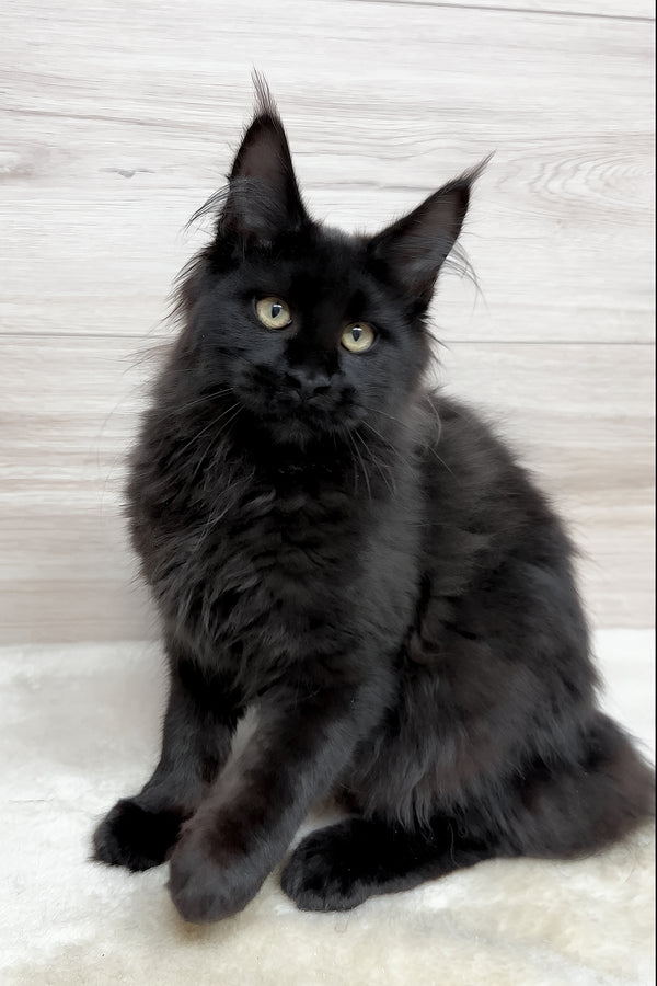 Kuky | Maine Coon Kitten