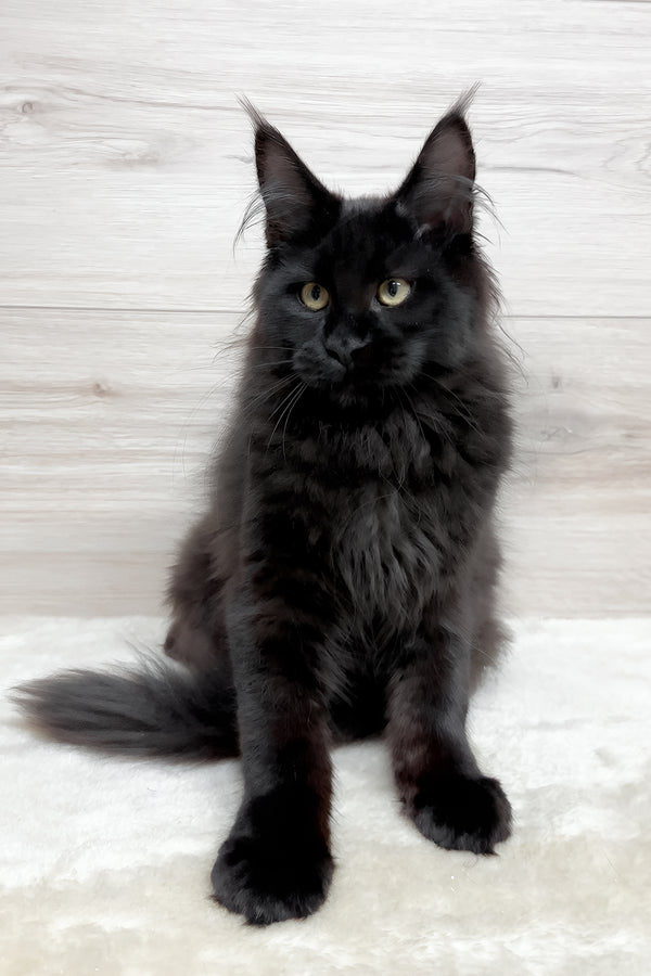 Kuky | Maine Coon Kitten