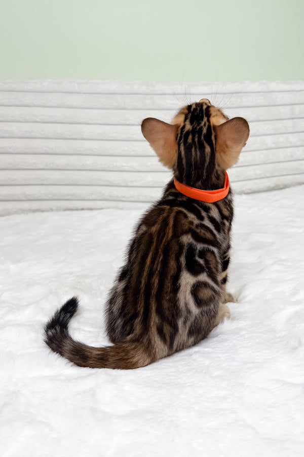 Kupidon | Bengal Kitten