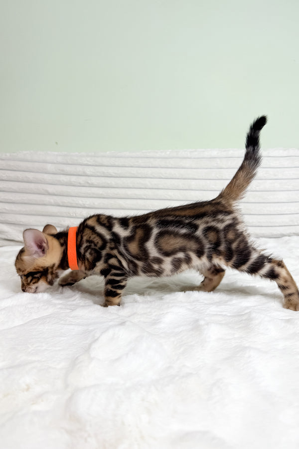 Kupidon | Bengal Kitten