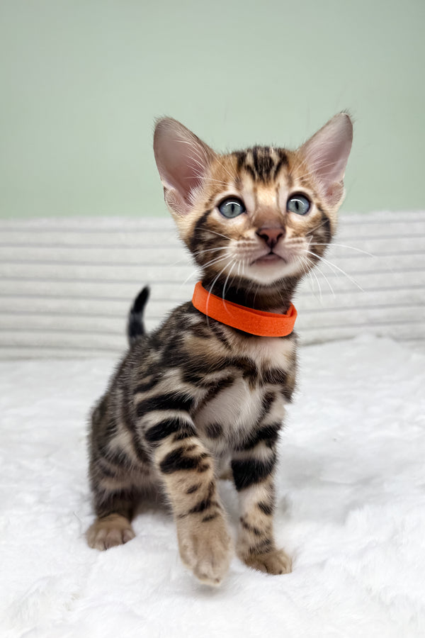 Kupidon | Bengal Kitten