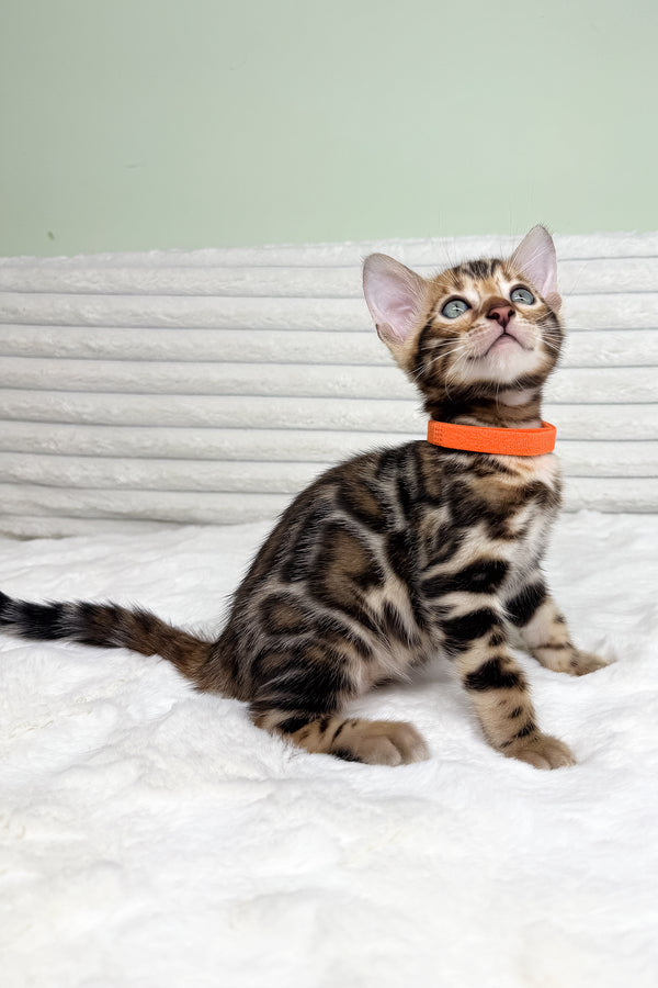 Kupidon | Bengal Kitten