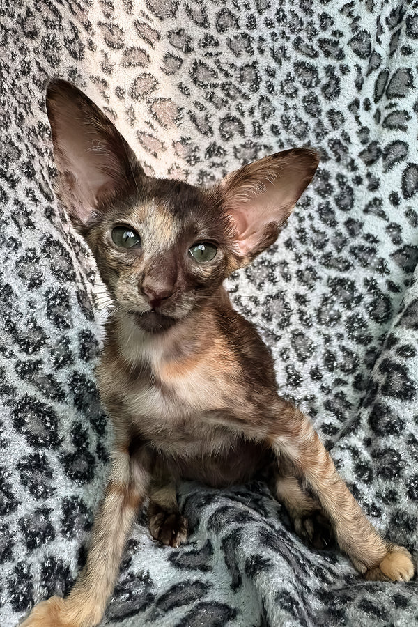 Lady | Oriental Shorthair Kitten