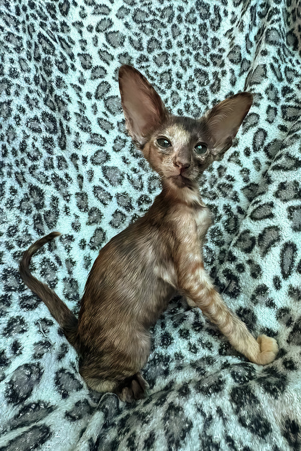 Lady | Oriental Shorthair Kitten