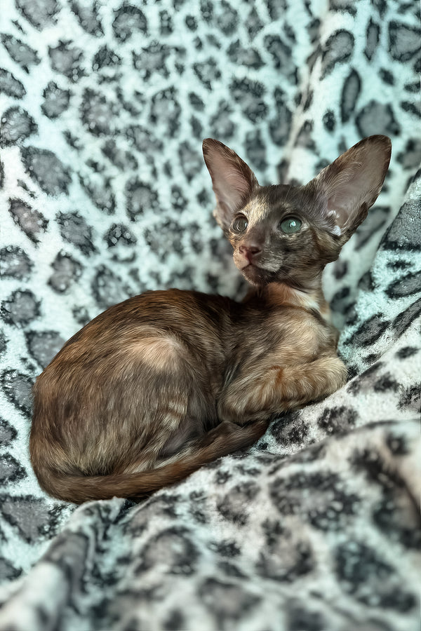 Lady | Oriental Shorthair Kitten