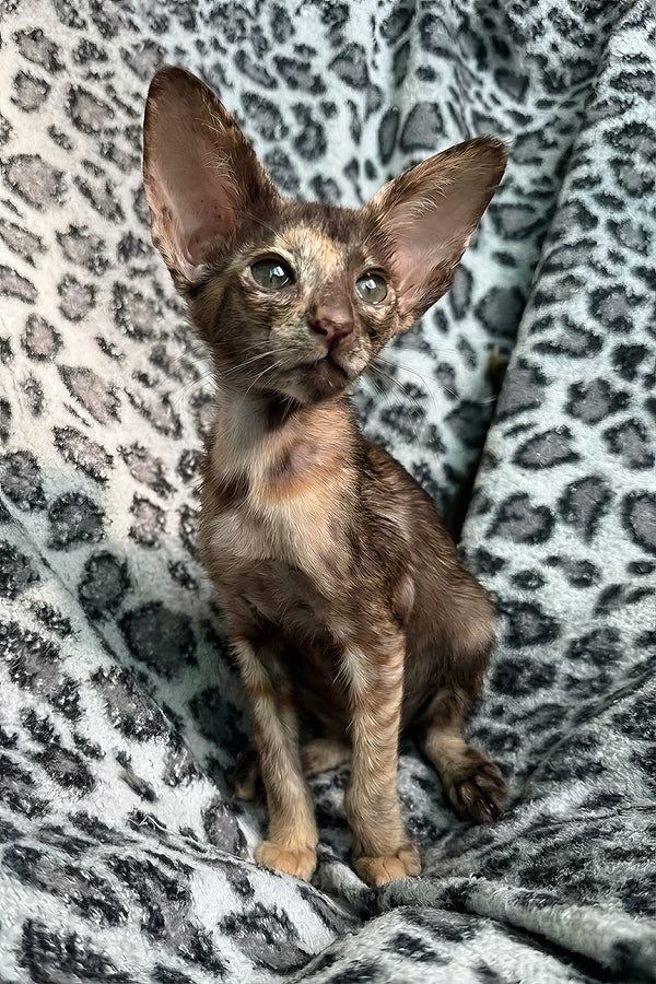 Lady | Oriental Shorthair Kitten