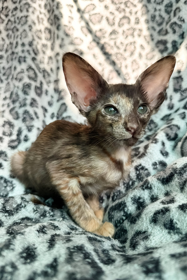 Lady | Oriental Shorthair Kitten