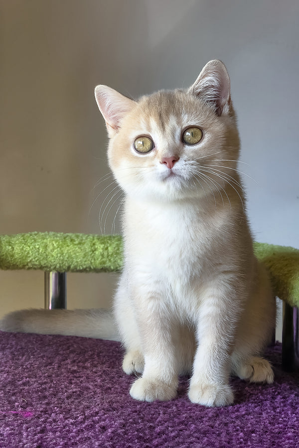 Lakki | Scottish Straight Kitten