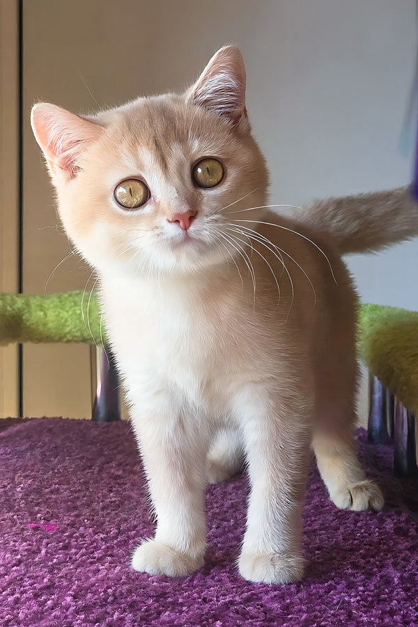 Lakki | Scottish Straight Kitten