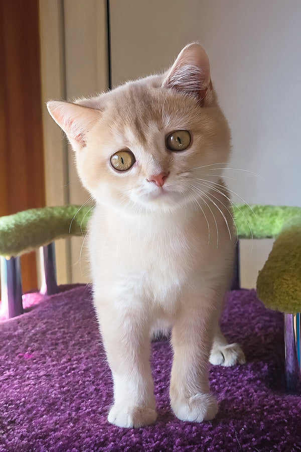Lakki | Scottish Straight Kitten