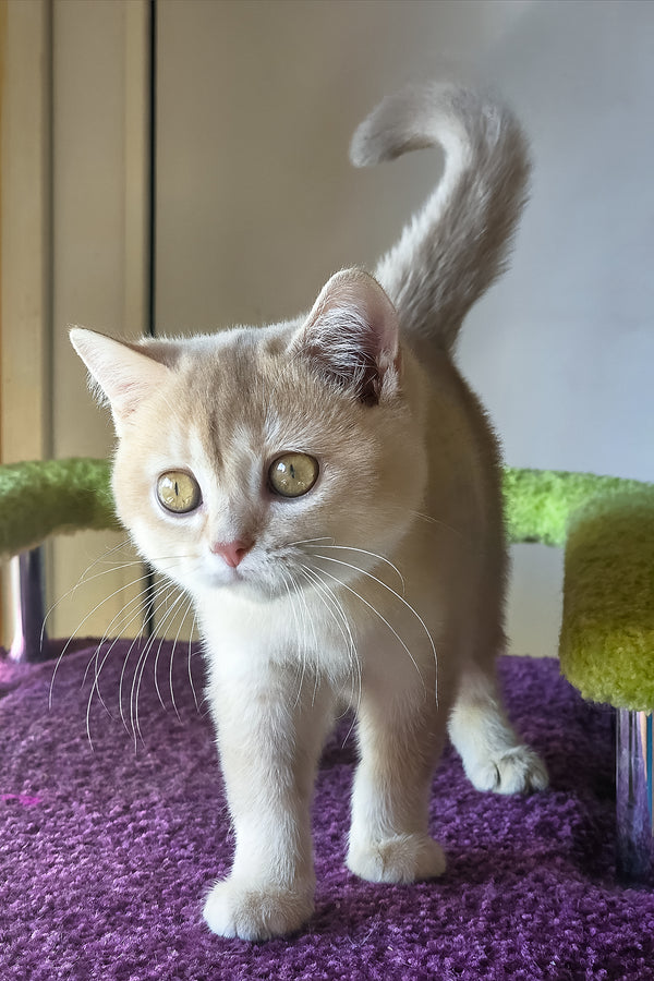 Lakki | Scottish Straight Kitten