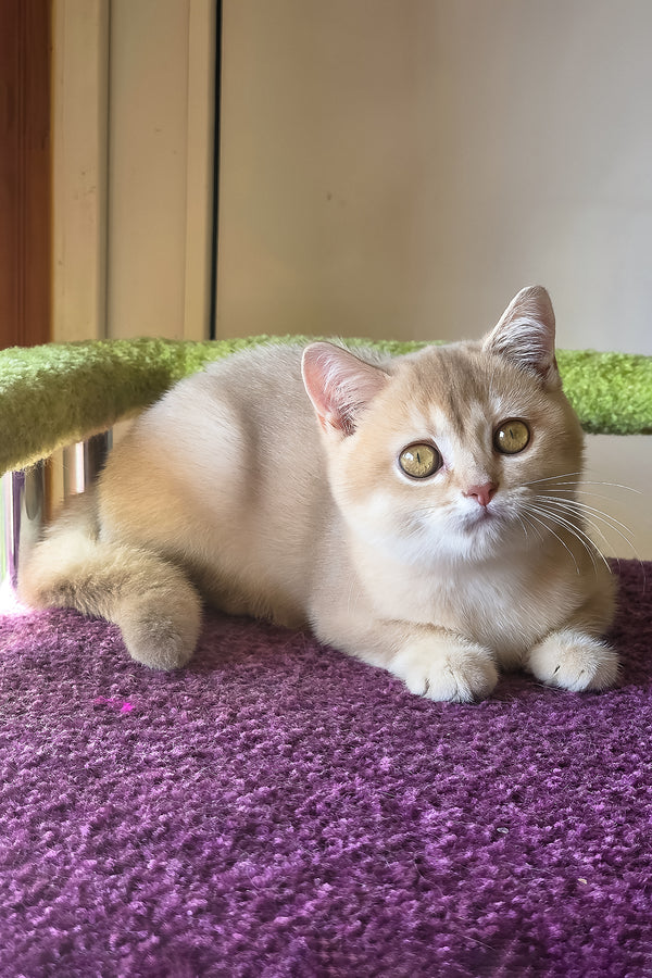 Lakki | Scottish Straight Kitten