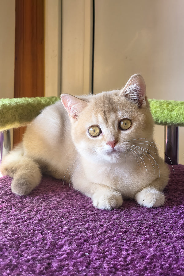 Lakki | Scottish Straight Kitten