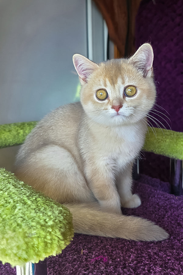 Lakki | Scottish Straight Kitten