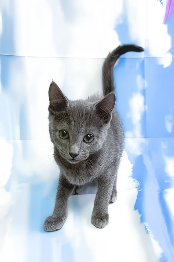 Lama | Russian Blue Kitten
