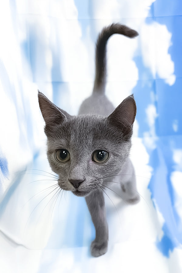 Lama | Russian Blue Kitten