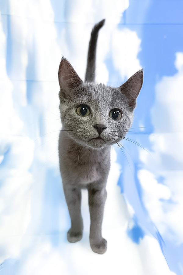 Lama | Russian Blue Kitten