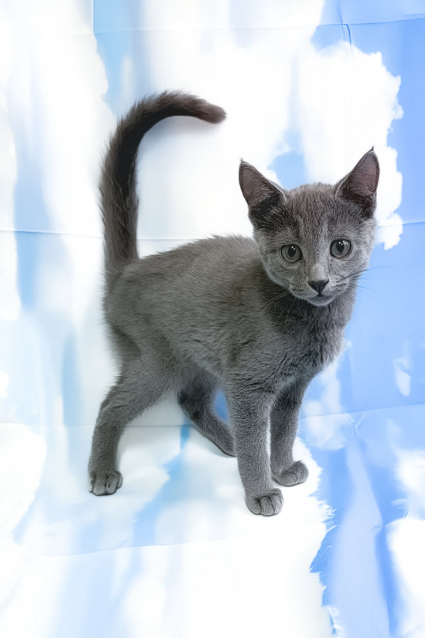 Lama | Russian Blue Kitten