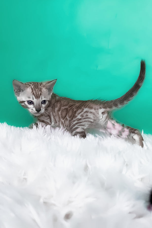 Lana | Bengal Kitten