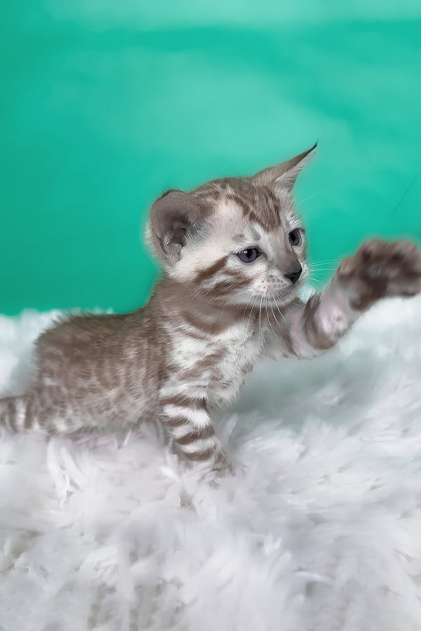 Lana | Bengal Kitten