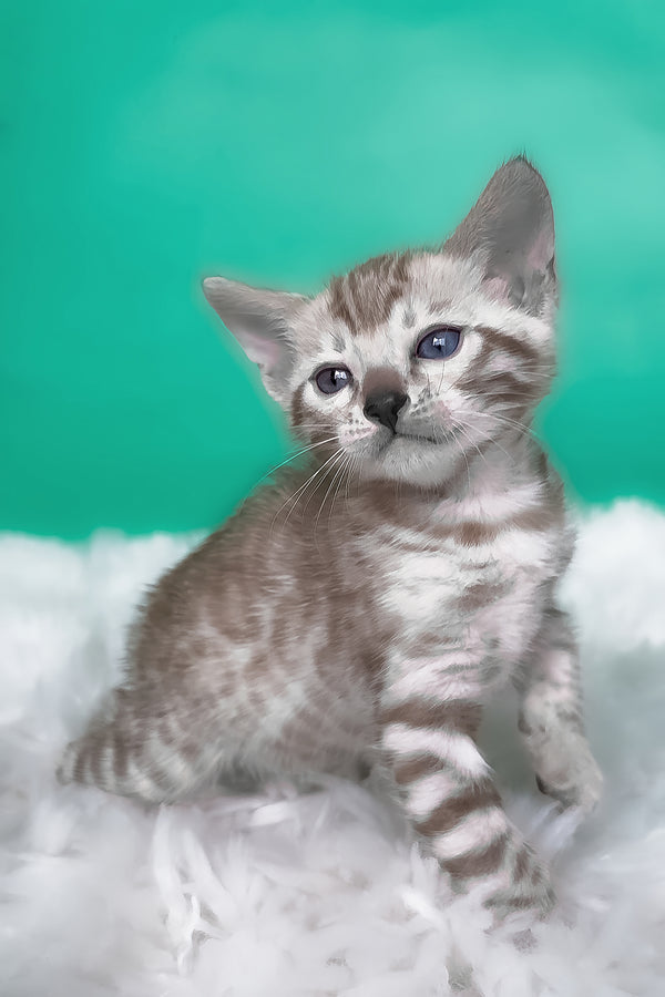 Lana | Bengal Kitten