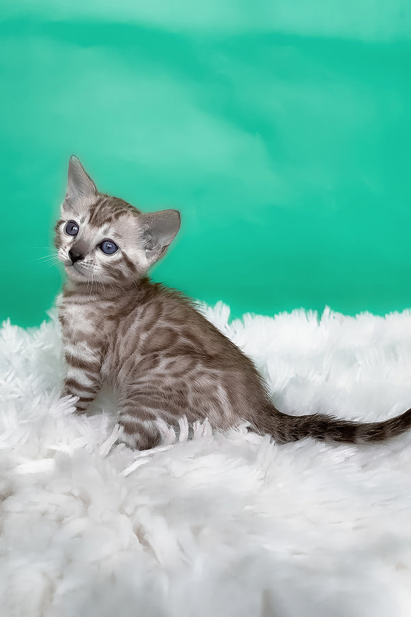 Lana | Bengal Kitten