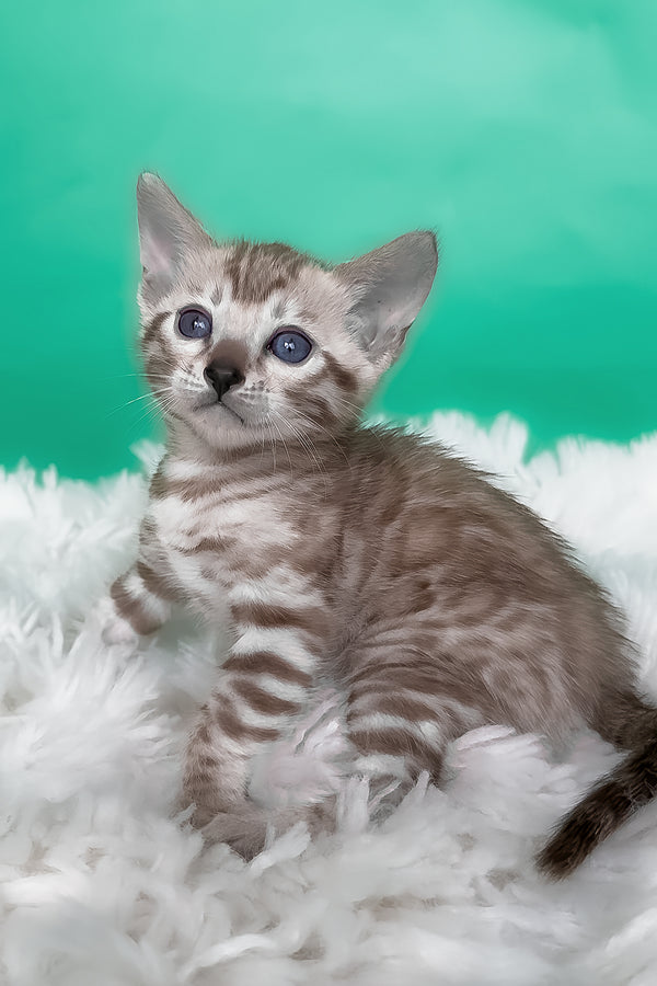 Lana | Bengal Kitten