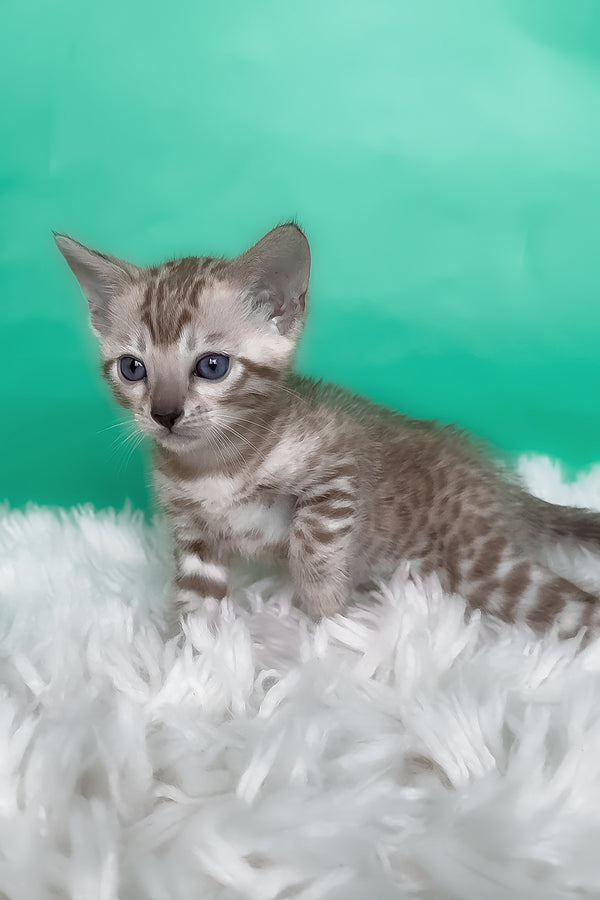 Lana | Bengal Kitten