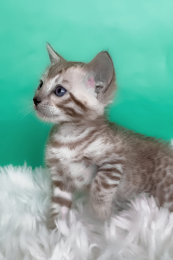 Lana | Bengal Kitten