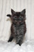 Lanset | Maine Coon Kitten