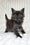 Lanset | Maine Coon Kitten