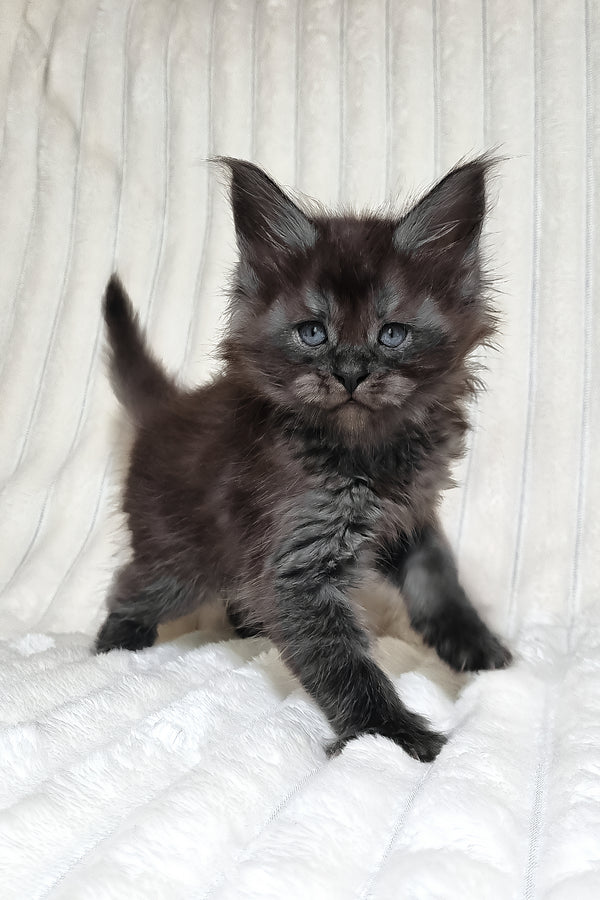 Lanset | Maine Coon Kitten
