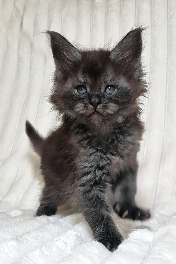 Lanset | Maine Coon Kitten
