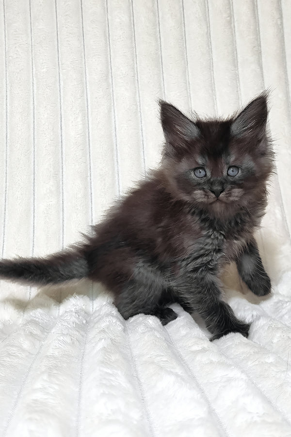 Lanset | Maine Coon Kitten