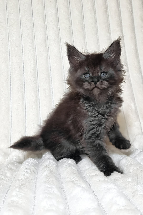 Lanset | Maine Coon Kitten
