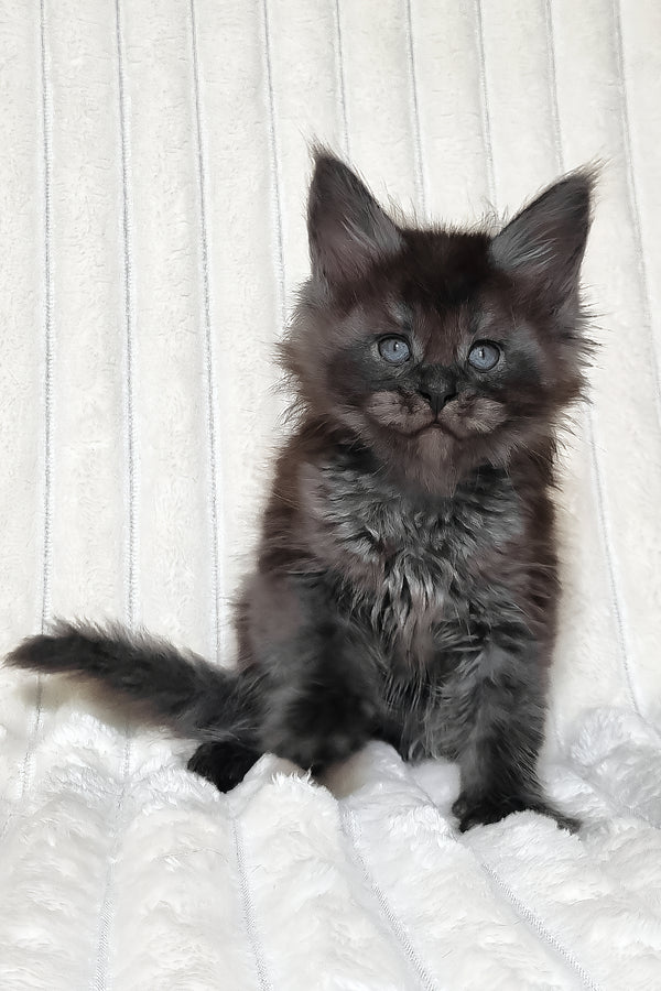 Lanset | Maine Coon Kitten