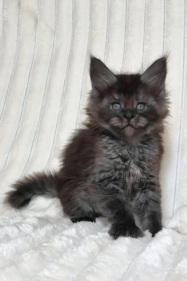 Lanset | Maine Coon Kitten