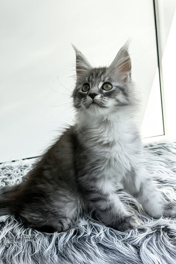 Laska | Maine Coon Kitten