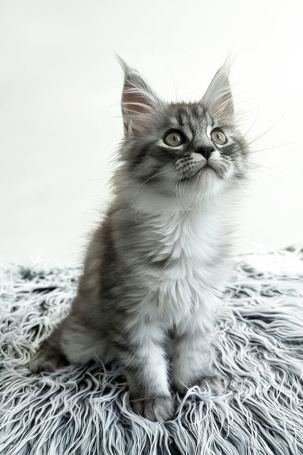 Laska | Maine Coon Kitten