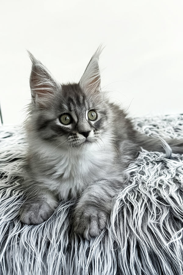 Laska | Maine Coon Kitten