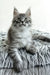 Laska | Maine Coon Kitten