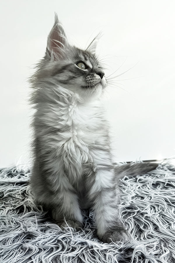 Laska | Maine Coon Kitten
