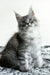 Laska | Maine Coon Kitten