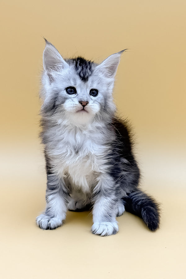 Lavin | Maine Coon Kitten