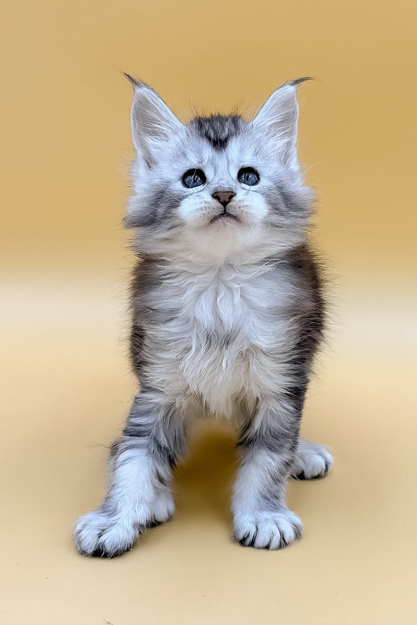Lavin | Maine Coon Kitten