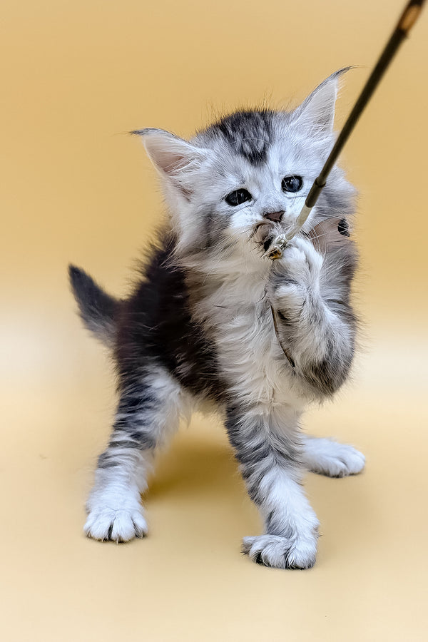 Lavin | Maine Coon Kitten
