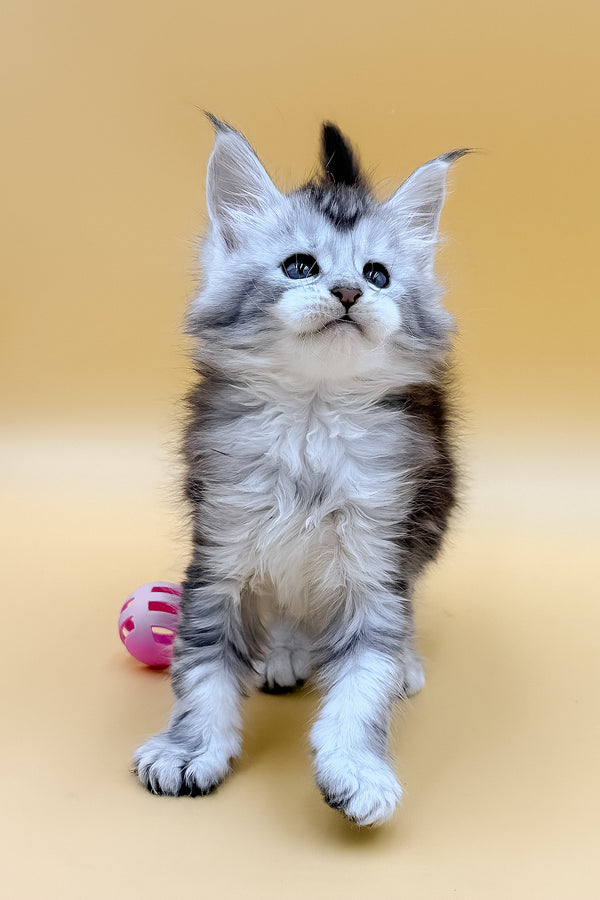 Lavin | Maine Coon Kitten