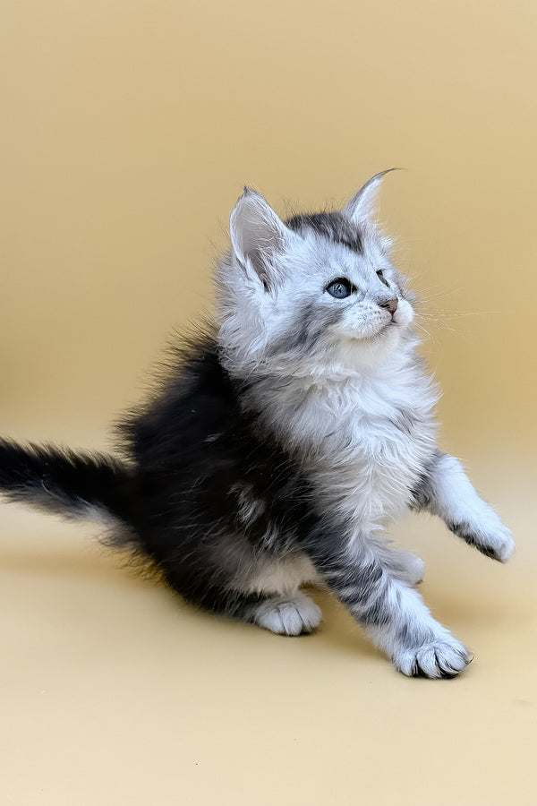 Lavin | Maine Coon Kitten