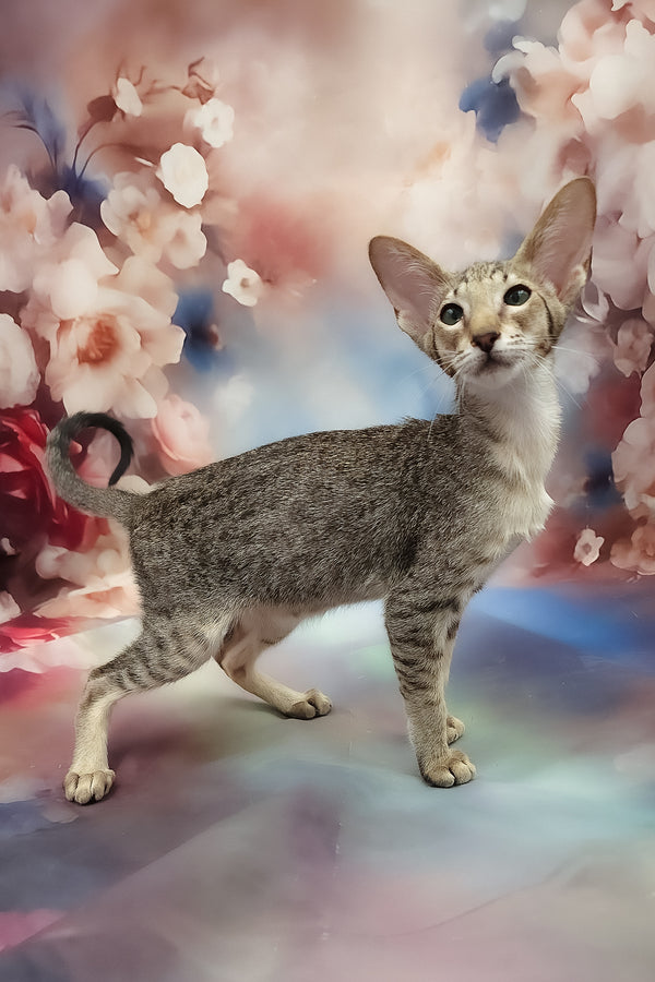 Layma | Oriental Shorthair Kitten